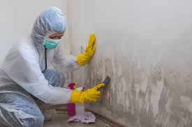 Environmental Consulting for Mold Prevention in Warwick, RI